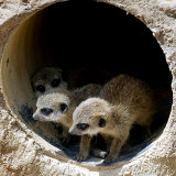 Three of Jenny the Meerkats New Babies Venture Out at London Zoo