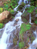 Mountain Stream  Mt Rainier National Park  Washington  USA