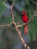 Northern Cardinal  Texas  USA