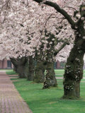 Cherry Blossoms at the University of Washington  Seattle  Washington  USA