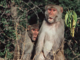 Rhesus Monkeys  Sariska Game Preserve  India