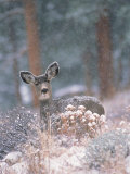 Deer in Winter Forest