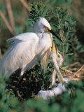 Snowy Egret  Texas  USA
