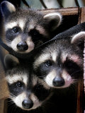 Three Young Raccoons Peer out of Their Nest at the Florida Wild Mammal Association