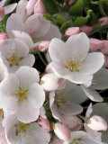 White Flowers  Seattle  Washington  USA