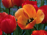 Flaming Parrot Tulips in Bloom