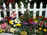 White Picket Fence and Flowers  Sammamish  Washington  USA