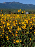 Field of Common Sunflowers  Abajo Mountains  Monticello  Utah  USA