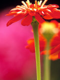 Zinnia  Seattle  Washington  USA