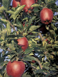 Apple Orchard  Eastern Washington  USA