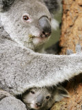 An 8-Month-Old Koala Joey
