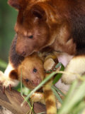A Baby Goodfellow's Tree Kangaroo Peeks from its Mother's Pouch at the Cleveland Metroparks Zoo