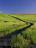 Road Thru Green Wheat Field  Palouse  Washington  USA