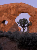 Turret Arch with Utah Juniper  Arches National Park  Utah  USA