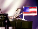 A Juvenile Bearded Dragon Places a Claw Upon an United States Flag