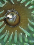 Green Sea Anemone  Second Beach  Olympic National Park  Washington  USA
