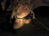 Sheep with Halter at Night