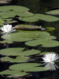 Water Lilies