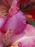 Rhododendron Blooms  University of Washington Arboretum  Seattle  Washington  USA