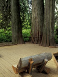 Western Red Cedars in the Grove of Patriarchs  Mt Rainier National Park  Washington  USA