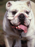 English Bulldog