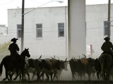 A Herd of Longhorn Cattle is Rounded up to Go Through Downtown Dallas
