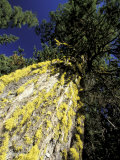 Lichen-Covered Douglas Fir at Little Eight-Mile Lake  North Cascade Mountains  Washington  USA