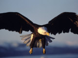 American Bald Eagle in Flight