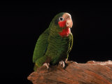 Grand Cayman Amazon Parrot