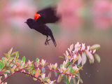 A Red-Winged Blackbird Lifts from its Perch on a Blooming Tree on a Rainy Spring Day
