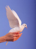 Adult Hand with White Dove
