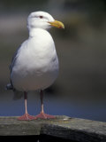 Sea Gull on Railing  La Conner  Washington  USA