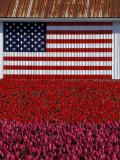 US Flag on Barn and Tulip Field  Skagit Valley  Washington  USA