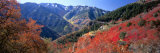 Maples on Slopes above Logan Canyon  Bear River Range  Wasatch-Cache National Forest  Utah  USA
