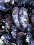 California Mussels at Tongue Point  Salt Creek State Park  Washington  USA