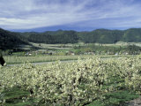 Apple and Pear Orchards in Bloom  Washington  USA