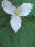 Trillium along Trail to Sol Duc  Olympic National Park  Washington  USA