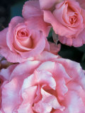 Pink Rose Trio at Bellevue Botanical Garden  Washington  USA