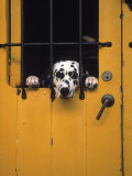 Dalmatian Looking Through Window