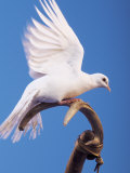 Dove Perched on Stick