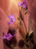 Purple Balloon Flowers