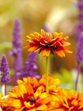 Cherokee Sunset Rudbeckia  Seattle  Washington  USA