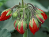 Red Flower and Buds of Tango Geranium in Greenhouse  LaConner  Washington  USA