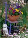 Mixed Flowers and Old Chair  Seattle  Washington  USA