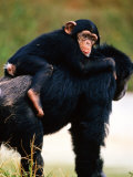 Baby Chimpanzee Lying on Mother's Back (Pan Satyrus)  Miami  USA
