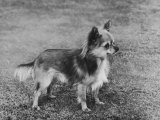 Champion Rozavel Wolf Cub Owner: Gray