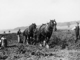 Potato Lifting Using Horses and Plough Near Rickmansworth Hertfordshire