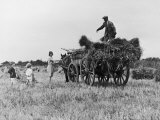 Three Children Helping Their Farmer Father to Bring in the Hay by Horse and Cart