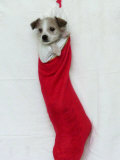 Homeless Puppy  December 2002