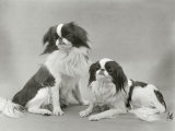 Pair of Japanese Chins Owned by Hudson One Sitting and One Lying Down
